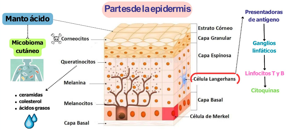 ¿Qué es la Celulitis Infecciosa?