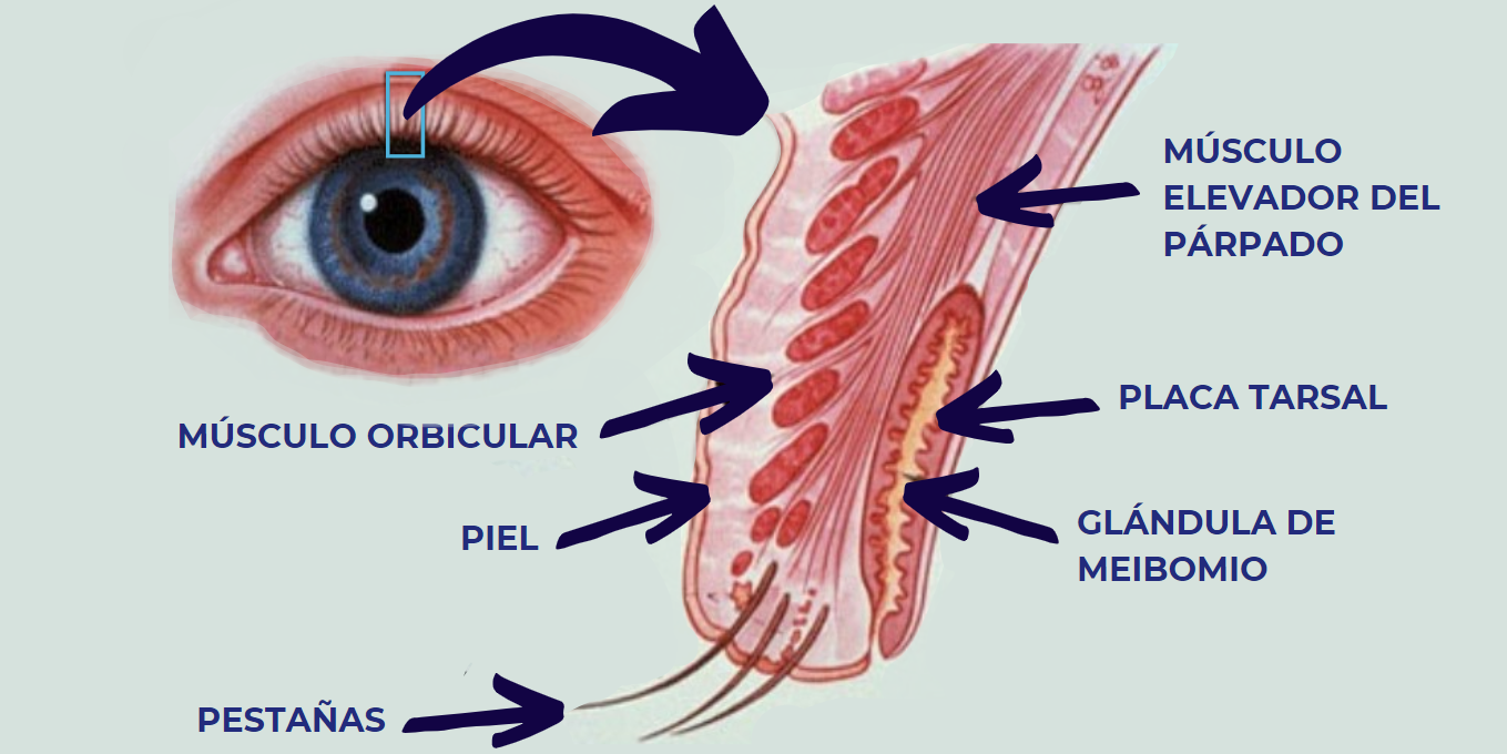 Anatomía de las pestañas