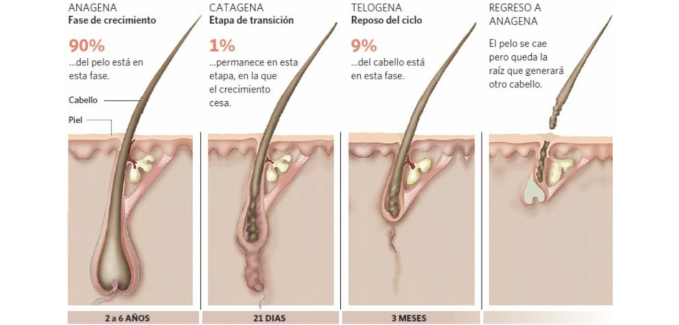 Ciclo de vida de las pestañas