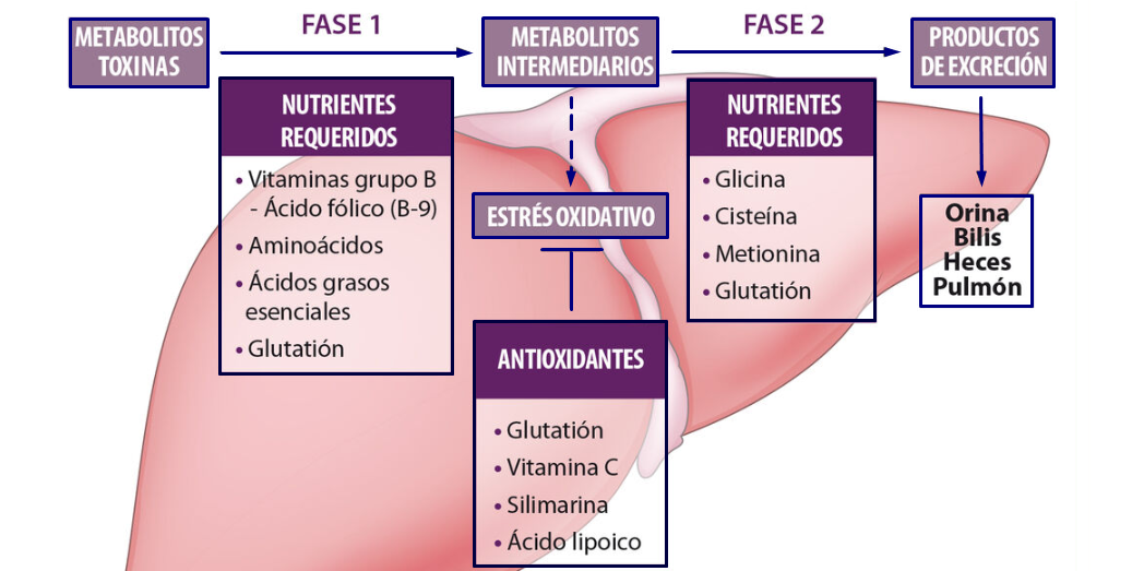 Neoxin - Diagrama de Desintoxicación Hepática